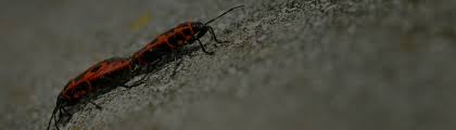 This list will help you pick the right pro exterminator in lubbock, tx. Christian Dating Apps Uk Avril Lavigne Dating Texas Ashford Pest Control