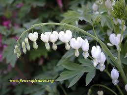 Arc And Curve Of Bleeding Hearts For Bottom Facing Opposite Direction Pink White Blooms Bleeding Heart Flower Bleeding Heart Flower Heart