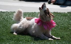 Check spelling or type a new query. Why Do Dogs Howl Is It Nature Nurture Or Something Else