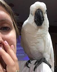 Snowee The Cockatoo - That time I said I wouldn't bite daddy ... 😉😏 #Lies | Facebook
