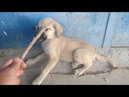 mutlular 33 youtube animals dogs