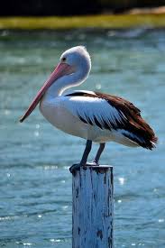 Pelican Forster N S W Sea Birds Pet Birds Beautiful Birds