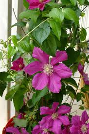 Prized for its deliciously sweet smelling flowers, which are especially fragrant in the early morning and late evening. Flowering Vines How To Choose Plant And Grow Vines Hgtv