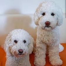 Puppy Pattern, Amigurumi Puppy Pattern, Crochet Puppy Pattern, Dog Pattern,  Amigurumi Dog Pattern, Crochet Puppy Pattern