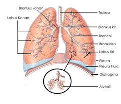 Maybe you would like to learn more about one of these? Sistem Ekskresi
