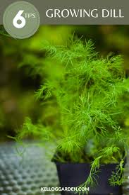 Dill, anethum graveolens is vitamin c and iron rich vegetable support for carminative, stimulant, antigiardial and the plant grows to the height of 40 to 60 cm (16 to 24 in) with slender hollow stems. Growing Dill Plants Care Tips More Kellogg Garden Organics