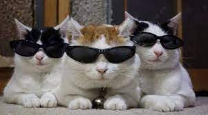 Ten Fun Pictures Of Three Cats Together Hanging Out For The Laughs Three Cats Cat Care Cute Animal Memes