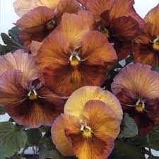 Pansy Seeds For Sale 52 Pansies Annual Flower Seeds Pansies Flowers Annual Flowers Flower Seeds