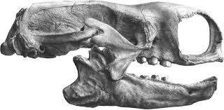 Suchen sie nach der frage: Mylodon Wikipedia
