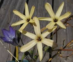 Image result for Ixia