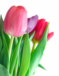 Mereka yang berhasil menangkap peluang. 2000 Gambar Bunga Tulip Afrika Hd Paling Keren Infobaru