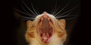 When kittens are born, they are blind and their eyes are shut. How To Brush Your Cat S Teeth International Cat Care