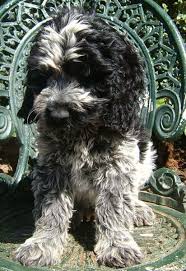 Black And White Parti Aussiedoodle Parti Spoodle Black White Puppy White Labradoodle Cockapoo Dog White Puppies