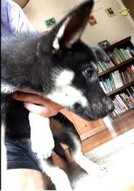 Ventura county, camarillo, ca id: Xena German Shepherd Husky Puppy For Sale In Redding Ca Happy Valentines Day Happyvalentinesday2016i