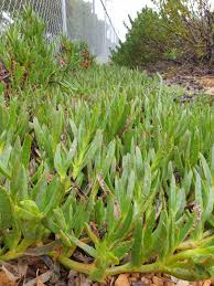 Image result for Carpobrotus