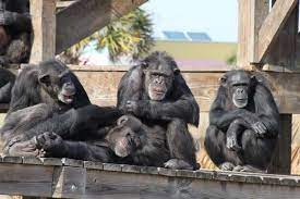 Terry Is Being Rescued From A Private Zoo In Las Vegas Right Now Can You Donate To Help Save The Chimps Care For Him Save Chimps A Chimp Chimpanzee Apes