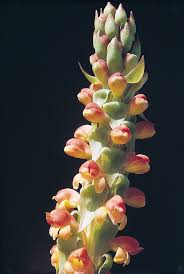 Image result for Stemodiopsis buchananii