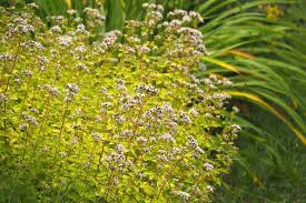 Golden creeping oregano shines along a pathway edge. Origanum Vulgare Aureum Golden Oregano
