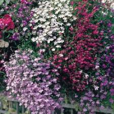 Enviar mail a portic para notificar nombre del buque: Jual Bunga Lobelia Murah Terbaik Harga Terbaru August 2021