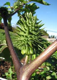 Image result for Datura stramonium