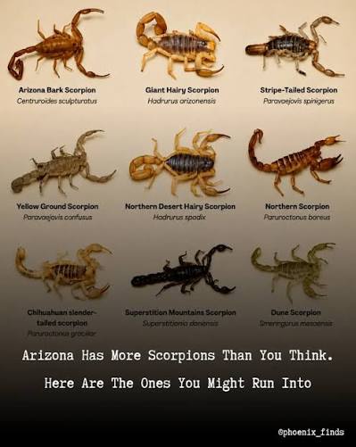 If you live in Arizona long enough, chances are you'll eventually meet one  of these guys. Arizona is home to dozens of scorpion species, ranging from  the tiny Arizona bark scorpion to