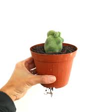 Image result for Lophocereus