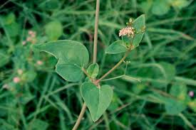 Image result for Boerhavia