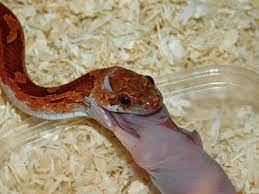 (szukam.czytaj dalej.czytają dalej tylko zalogowani terraryści. Snake Factory Posts Facebook