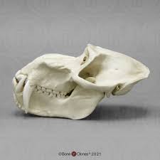 Male Mandrill Baboon Skull - Bone Clones - Osteological Reproductions