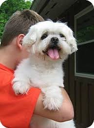 In kentucky or near cincinnati. Cincinnati Oh Maltese Meet Mitzi A Pet For Adoption
