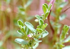 Image result for Polygala erioptera