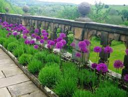 Allium Bulbs Purple Sensation Perennials Returns Year After Year Perennial Garden Perennial Bulbs Purple Garden