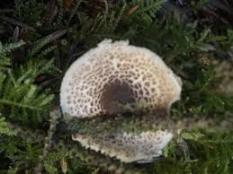 Image result for Lepidagathis pallescens