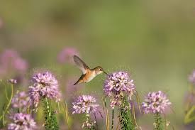 Image result for Cleome monophylloides