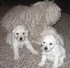 Puli Puppies For Sale In Oregon Or Black White Pulik For Sale Puli Dog Puppy Pictures Beautiful Puppy
