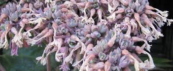Kalanchoe Species Alligator Plant Devil S Backbone Mexican Hat Plant Mother Of Thousands Kalanchoe Daigremontiana