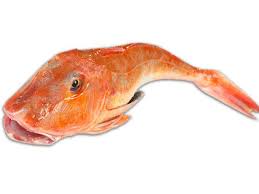 La gallinella è un pesce che vive in fondali sabbiosi di una certa profondità. Gallinella Di Mare Mazzola Pesce Alimentipedia It