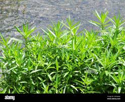 Image result for Leptaspis zeylanica