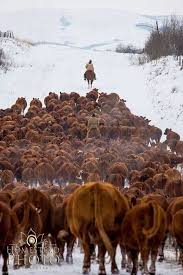 Cattle Drive Cattle Ranching Cattle Dude Ranch