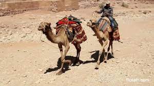 Rest haven at unrest over camel vs. Camel Trot Vs Horse Trot Educational Video Youtube