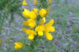 Image result for Ulex