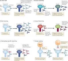 The Human Antibody Response To Influenza A Virus Infection And Vaccination Nature Reviews Immunology