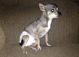 Bright rose creations online shop. Pin On Diy Pet Toys Beds Projects