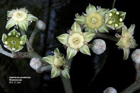 Image result for Rhamnaceae