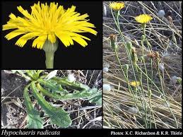 Image result for Hypochaeris