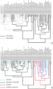 Image result for Cyphostemma heterotrichum