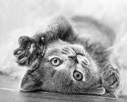 Find savannahs kittens & cats for sale uk at the uk's largest independent free classifieds site. Savannah Cat Guide Sainsbury S Bank Cat Insurance