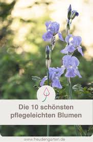 Pflegeleichte Pflanzen Garten Pflanzen Blumen Fur Garten Bienenfreundlicher Garten