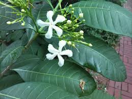 Image result for Tabernaemontana crassa