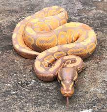 Pin On Sneaky Snek